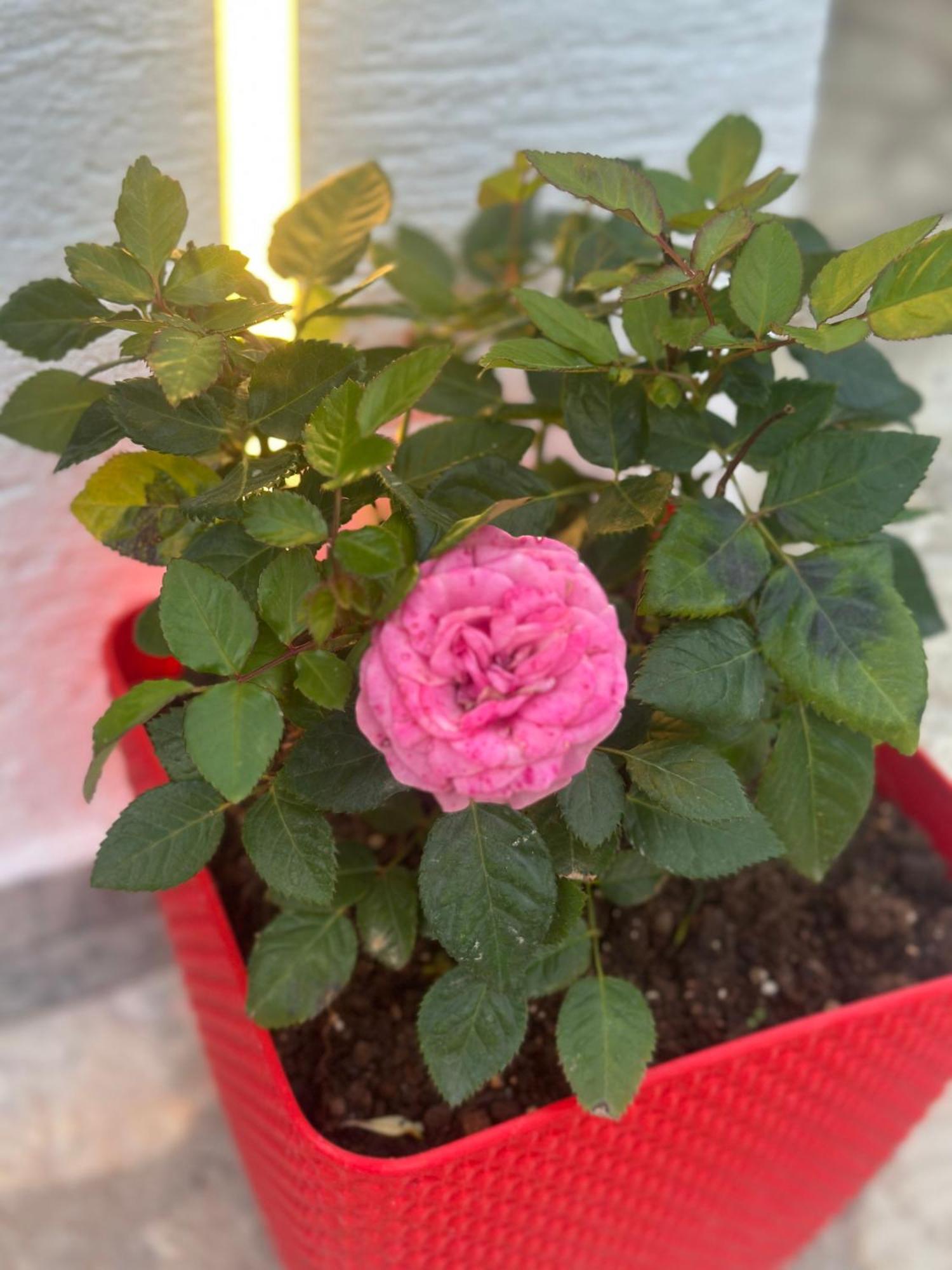 קסאמיל Vila Reni Risi מראה חיצוני תמונה
